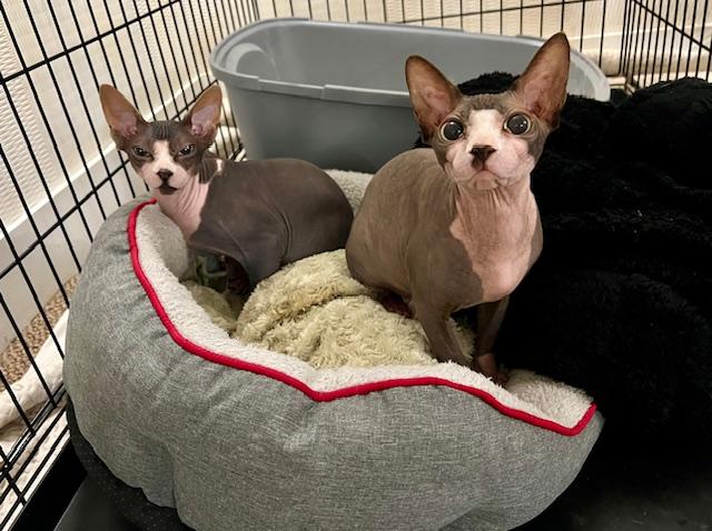 Enlarge Charlie & Moose, a Adopted Sphynx / Hairless Cat in Abbotsford, BC image 2/6