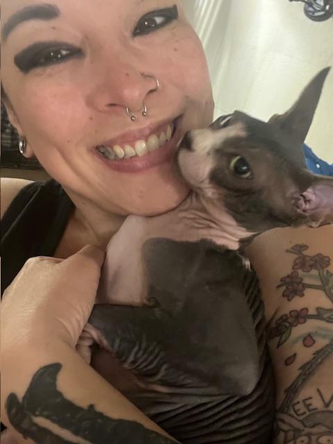 Enlarge Charlie & Moose, a Adopted Sphynx / Hairless Cat in Abbotsford, BC image 3/6