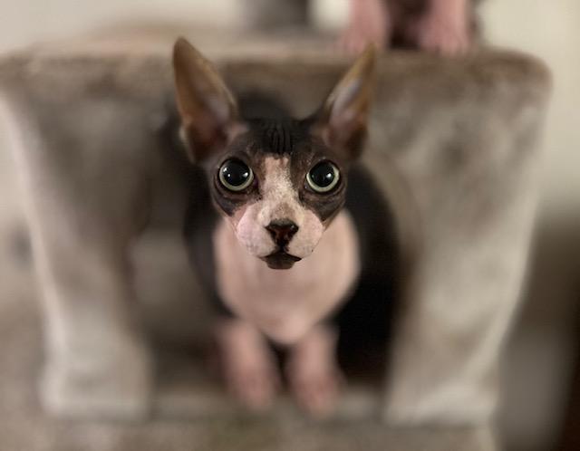 Enlarge Charlie & Moose, a Adopted Sphynx / Hairless Cat in Abbotsford, BC image 4/6