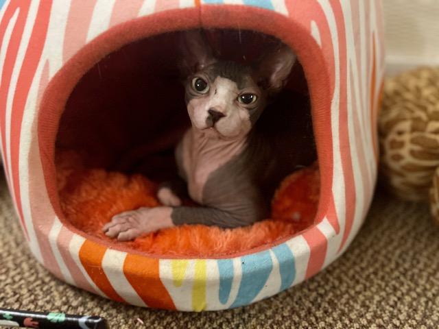 Enlarge Charlie & Moose, a Adopted Sphynx / Hairless Cat in Abbotsford, BC image 5/6