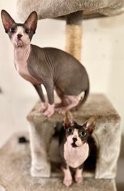 Enlarge Charlie & Moose, a Adopted Sphynx / Hairless Cat in Abbotsford, BC image 6/6