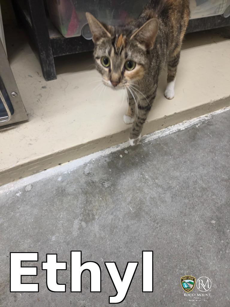 Enlarge Ethyl, a Adoptable mixed breed in Rocky Mount, NC image 1/1