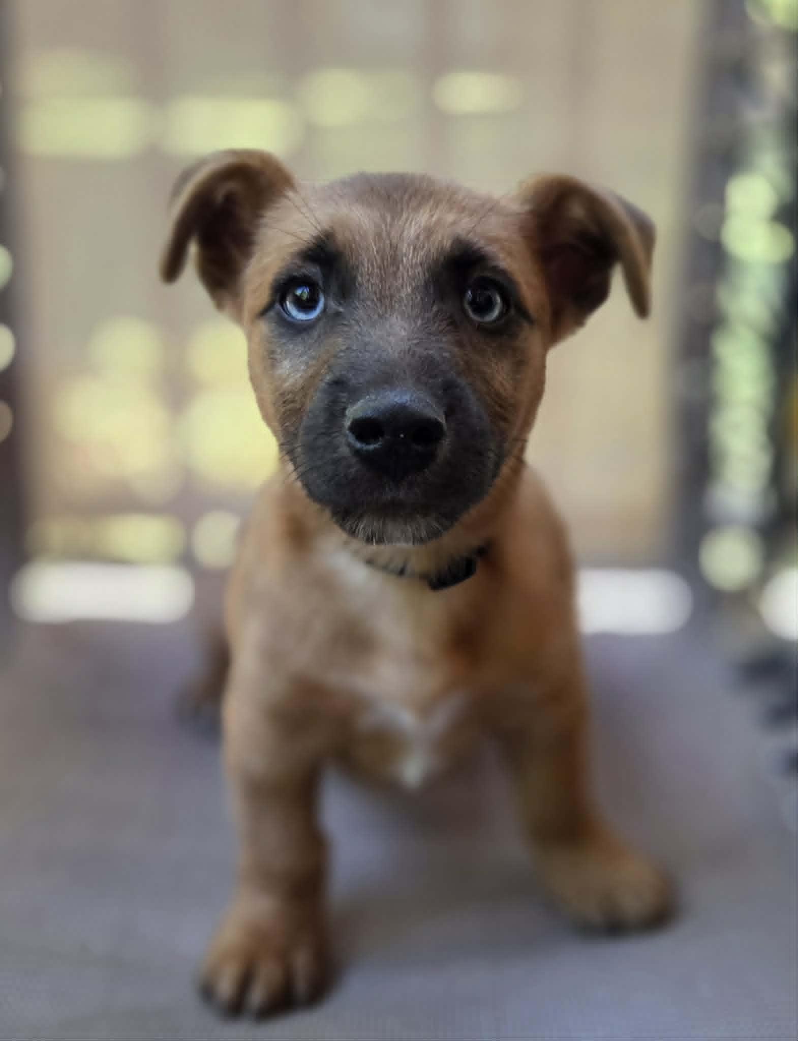 Jess, adopted, Puppy Male Mixed Breed.