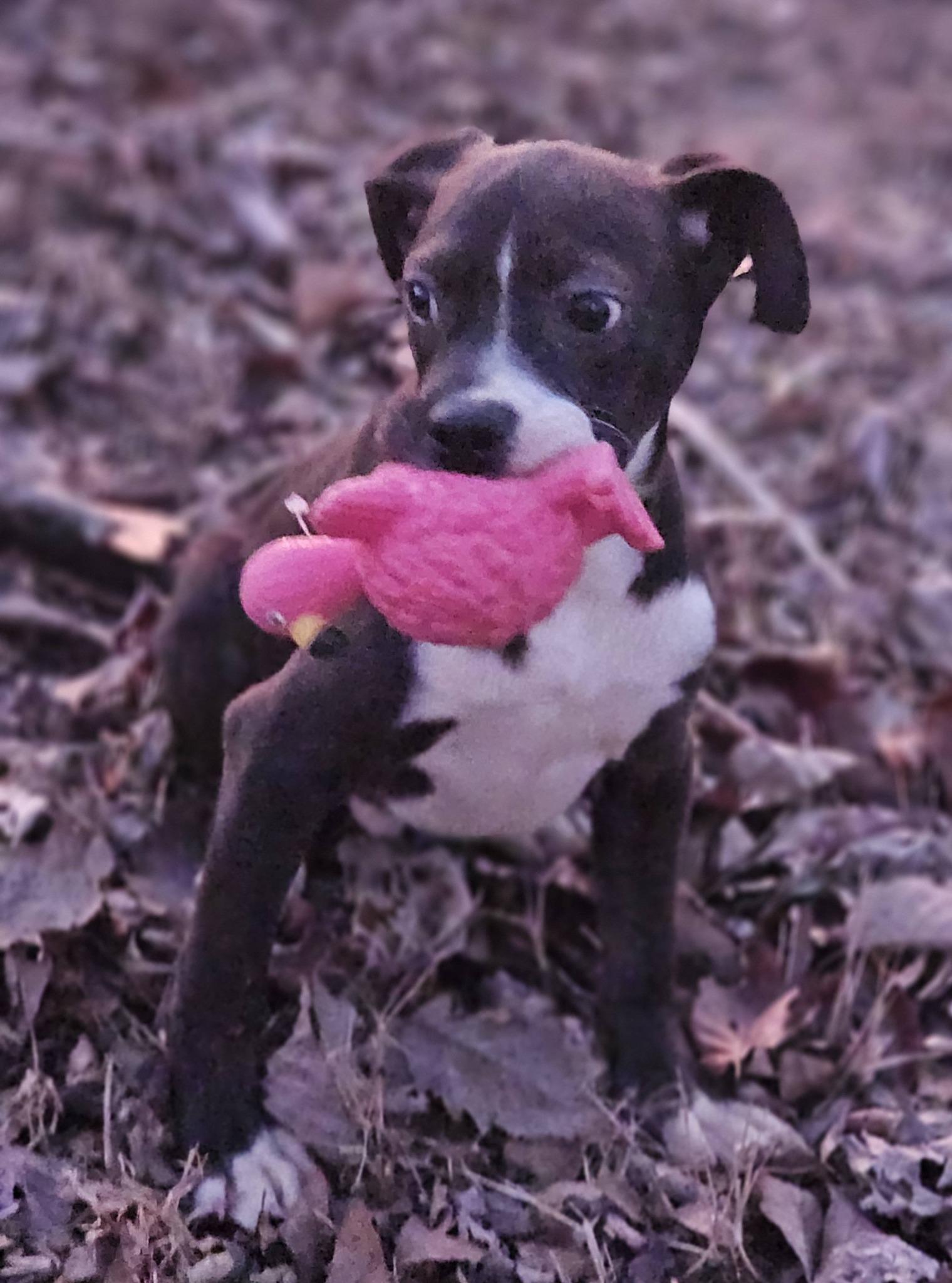 Enlarge Milky Way, a ADOPTABLE Bulldog in Fort Payne, AL image 5/5