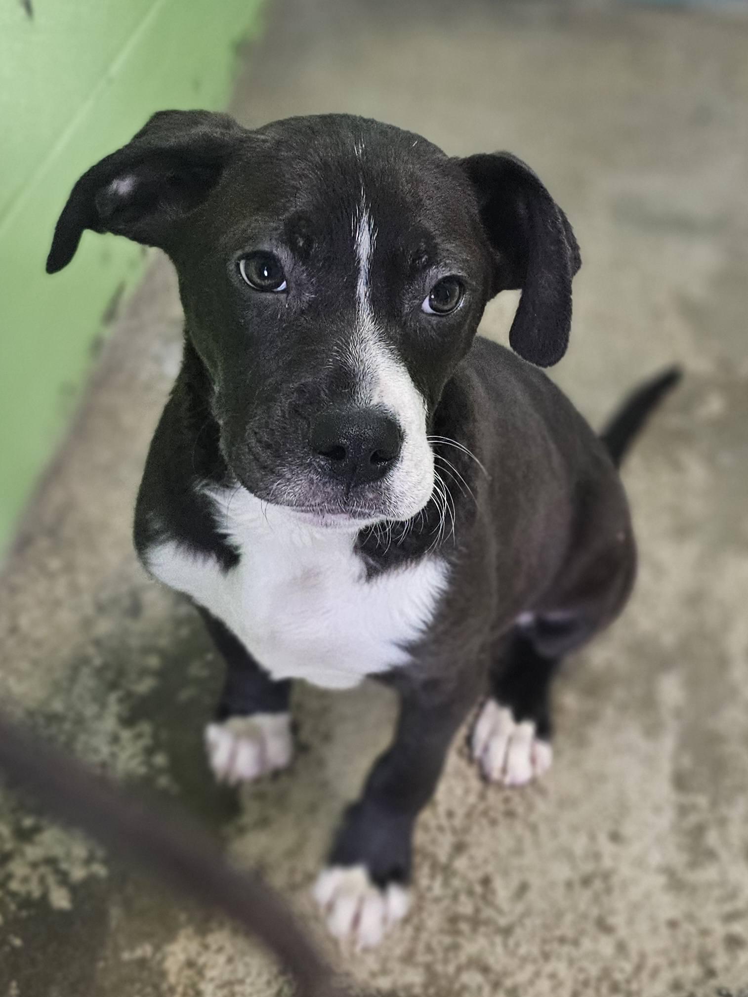 Enlarge Milky Way, a ADOPTABLE Bulldog in Fort Payne, AL image 1/5