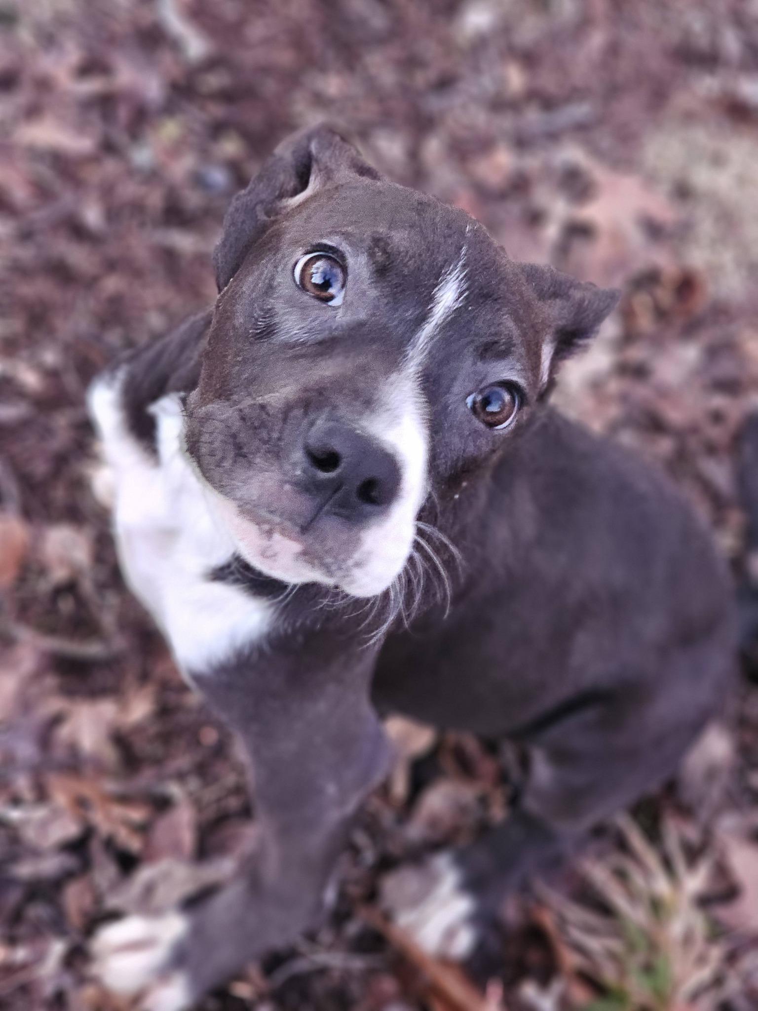 Enlarge Milky Way, a ADOPTABLE Bulldog in Fort Payne, AL image 2/5