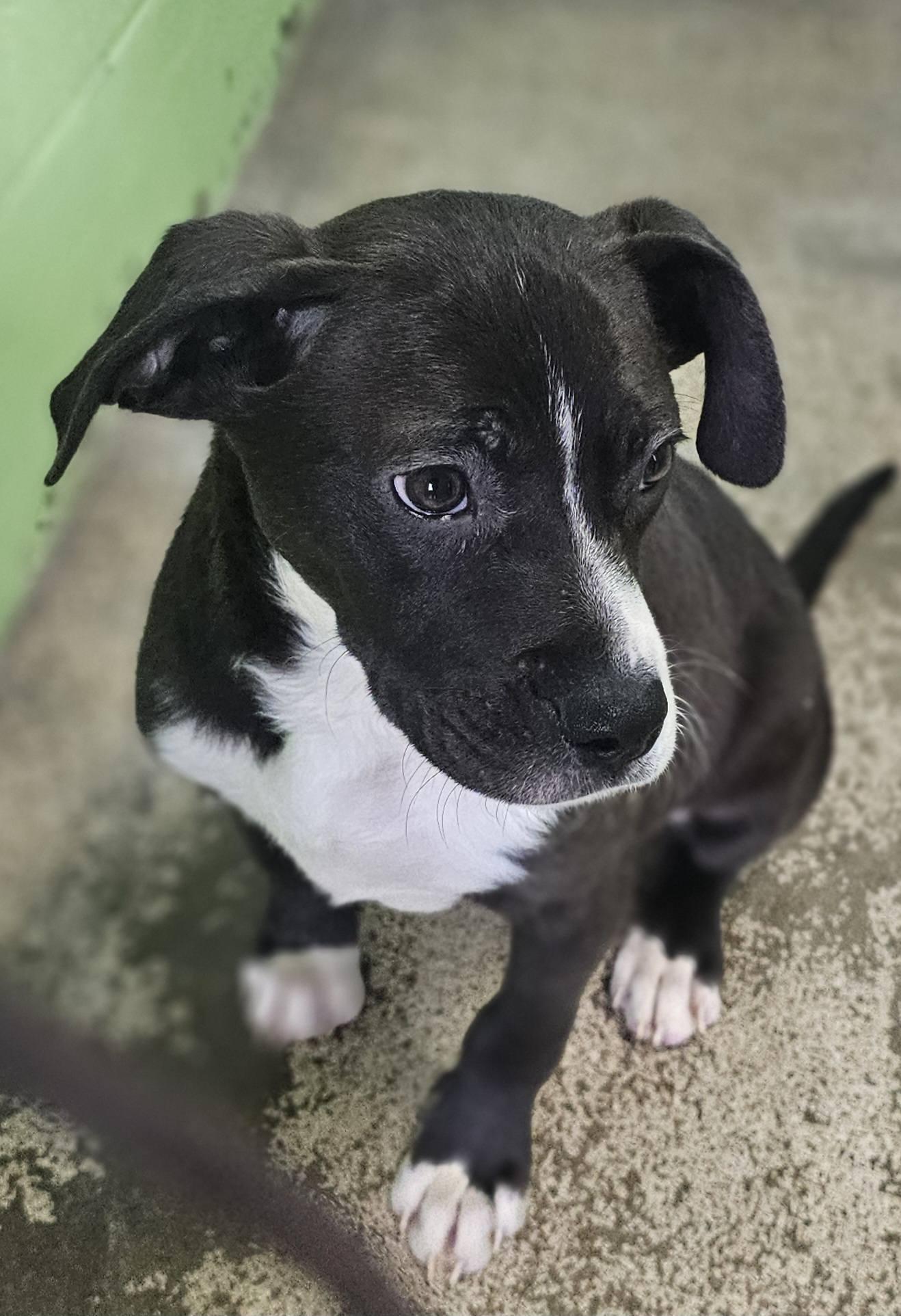 Enlarge Milky Way, a ADOPTABLE Bulldog in Fort Payne, AL image 4/5