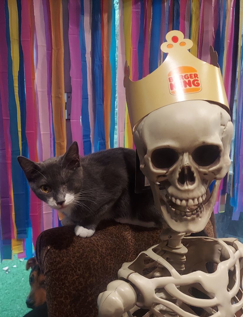 Mimic , Adopted, Kitten Male Tuxedo.