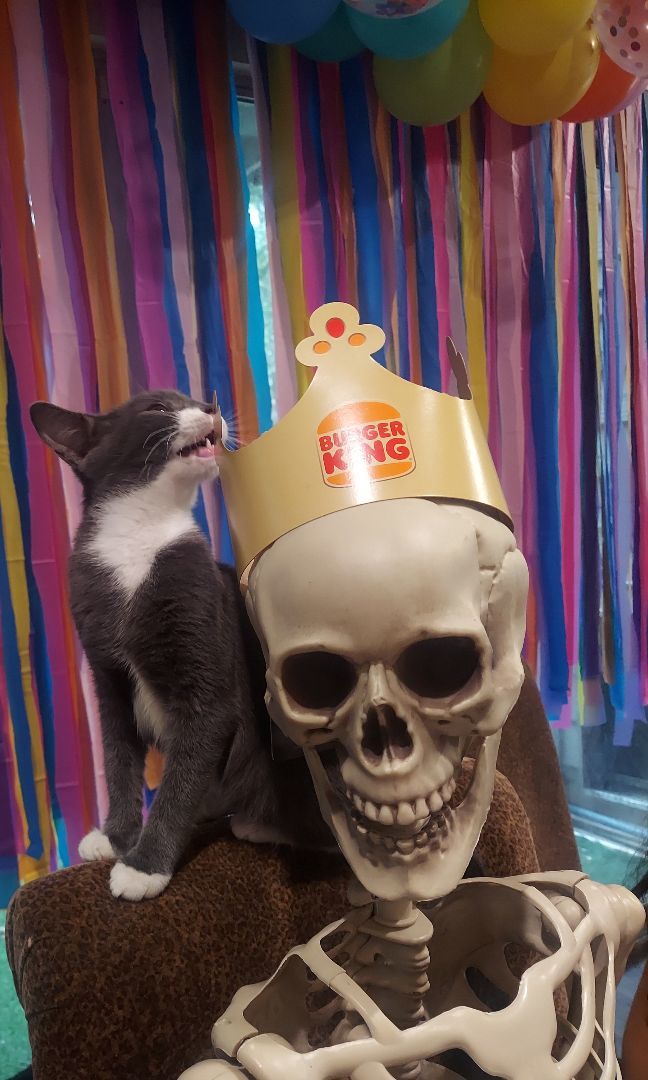 Enlarge Mimic , a Adopted mixed breed in Spring, TX image 2/8