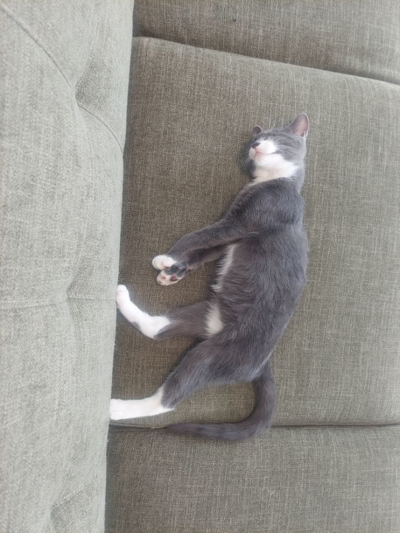 Enlarge Mimic , a Adopted mixed breed in Spring, TX image 3/8