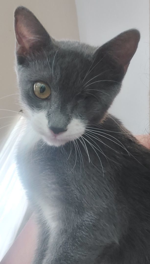 Enlarge Mimic , a Adopted mixed breed in Spring, TX image 4/8