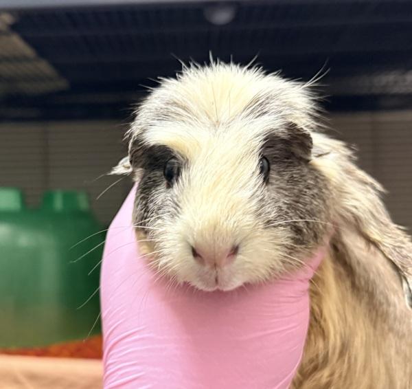 Brianna of Basingstoke, Adoptable, Young Female Guinea Pig.