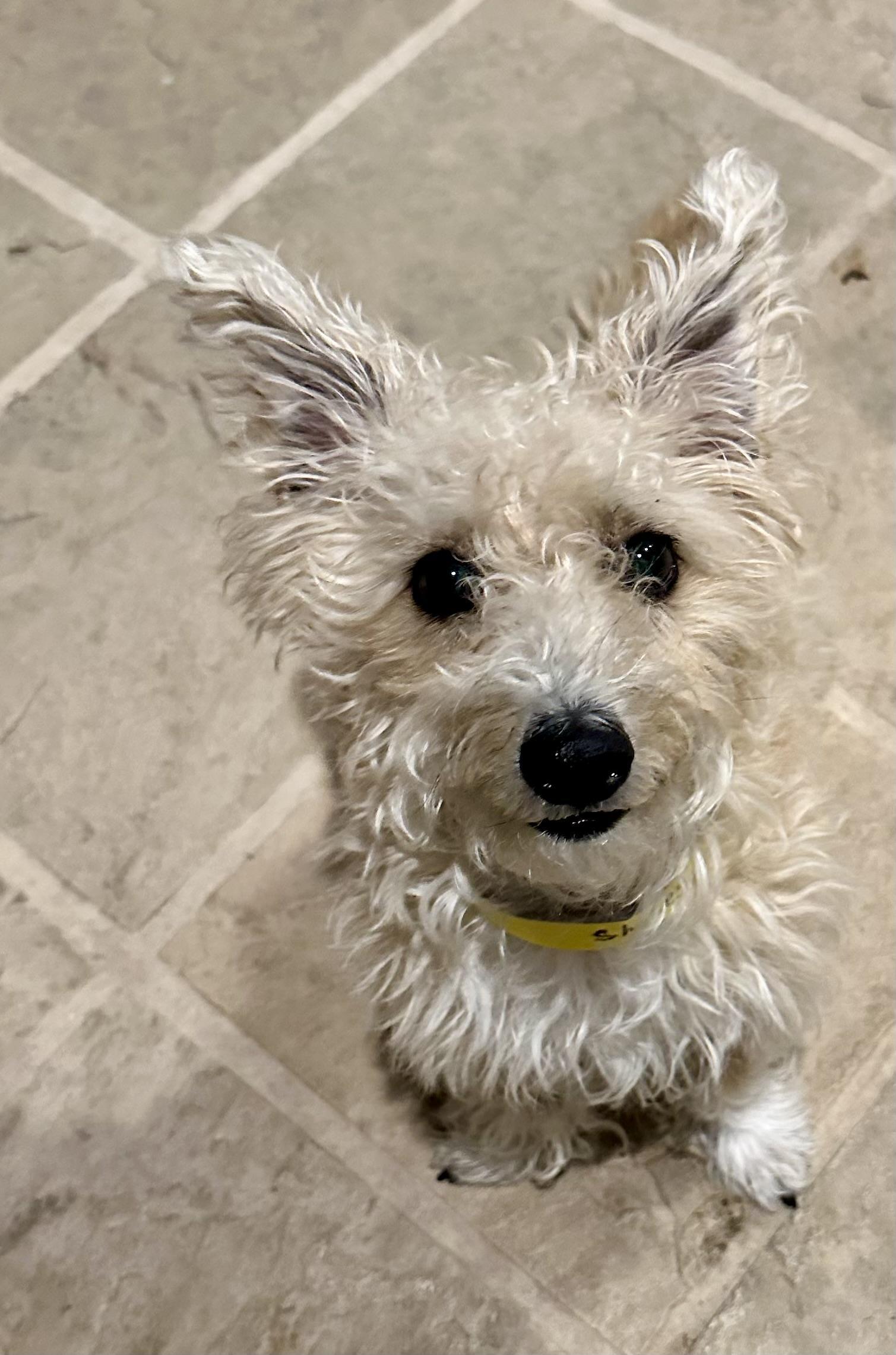 Enlarge Shelly, a ADOPTABLE mixed breed in San Jose, CA image 1/2