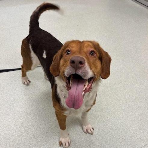 Bruce $399 -In foster, Adoptable, Adult Male Foxhound & Mixed Breed.