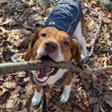 Enlarge Bruce $399 -In foster, a Adoptable mixed breed in Springfield, MA image 2/4