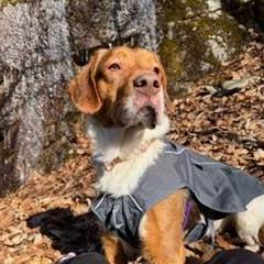 Enlarge Bruce $399 -In foster, a Adoptable mixed breed in Springfield, MA image 3/4