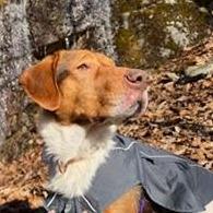 Enlarge Bruce $399 -In foster, a Adoptable mixed breed in Springfield, MA image 4/4