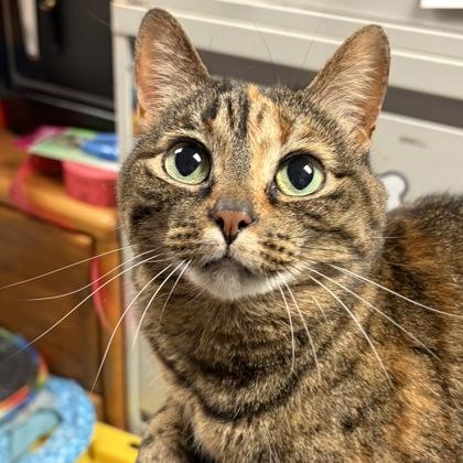 Enlarge Hari, a ADOPTABLE mixed breed in North Myrtle Beach, SC image 2/6