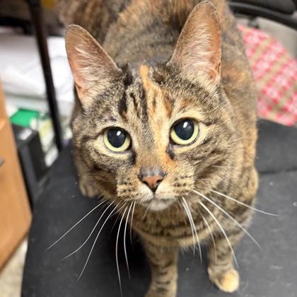 Enlarge Hari, a ADOPTABLE mixed breed in North Myrtle Beach, SC image 1/6