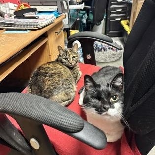 Enlarge Hari, a ADOPTABLE mixed breed in North Myrtle Beach, SC image 3/4