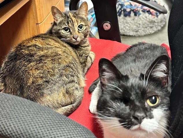 Enlarge Hari, a ADOPTABLE mixed breed in North Myrtle Beach, SC image 4/4