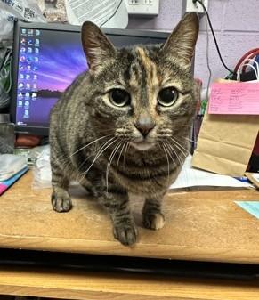 Hari, ADOPTABLE, Senior Female Torbie & Domestic Short Hair.