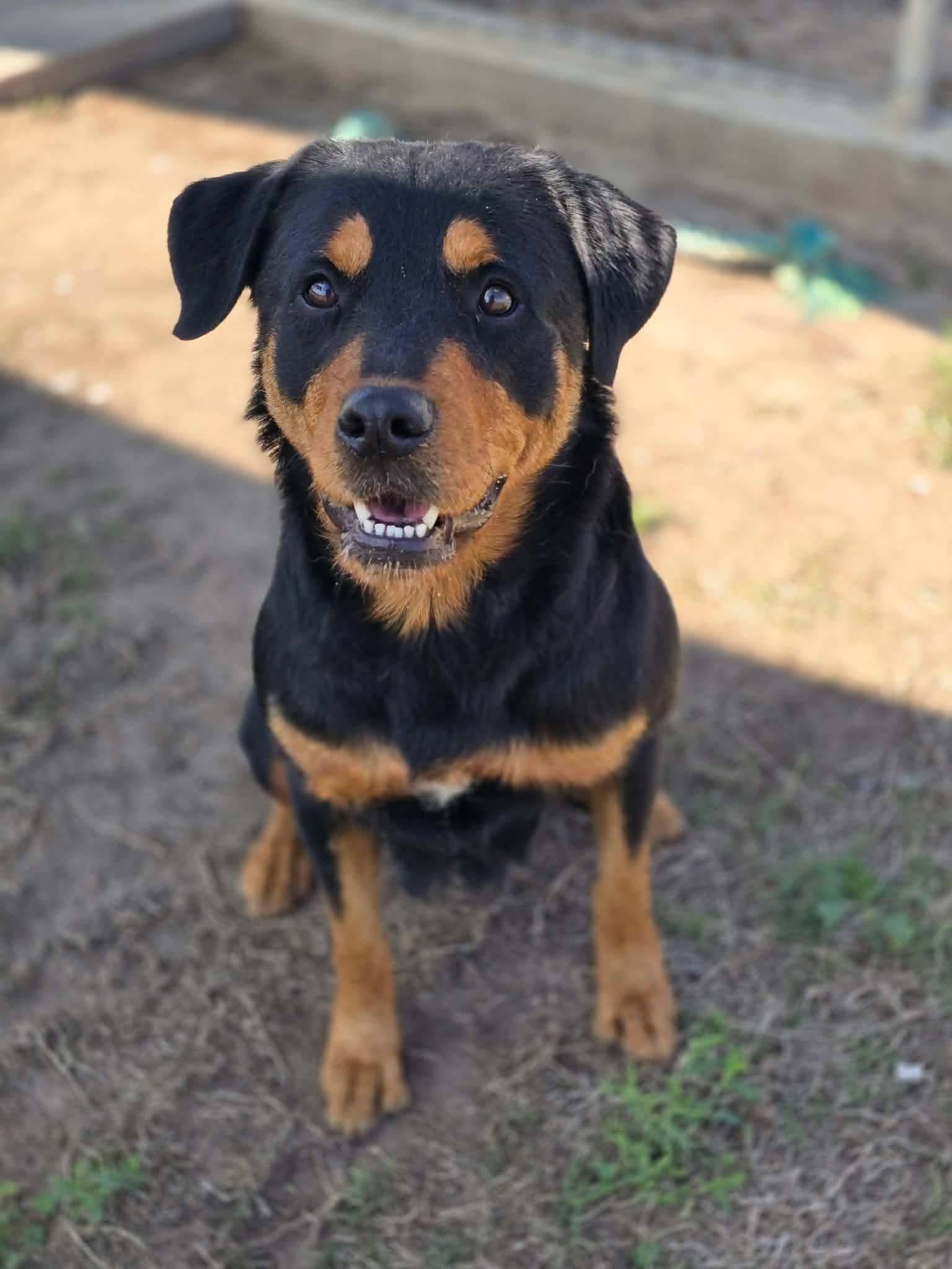 LUCY 425, ADOPTABLE, Adult Female Rottweiler.
