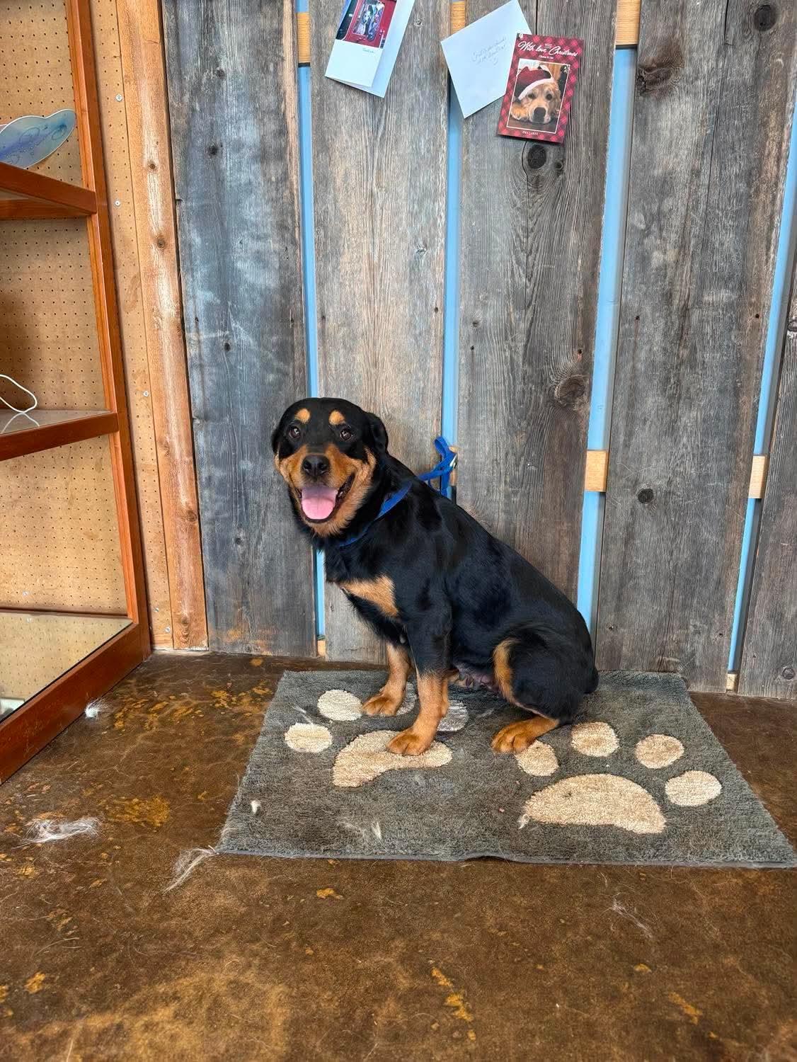 Enlarge LUCY 425, a ADOPTABLE mixed breed in Milwaukee, WI image 2/5