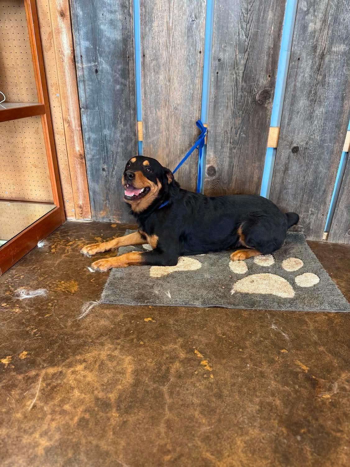 Enlarge LUCY 425, a ADOPTABLE mixed breed in Milwaukee, WI image 4/5