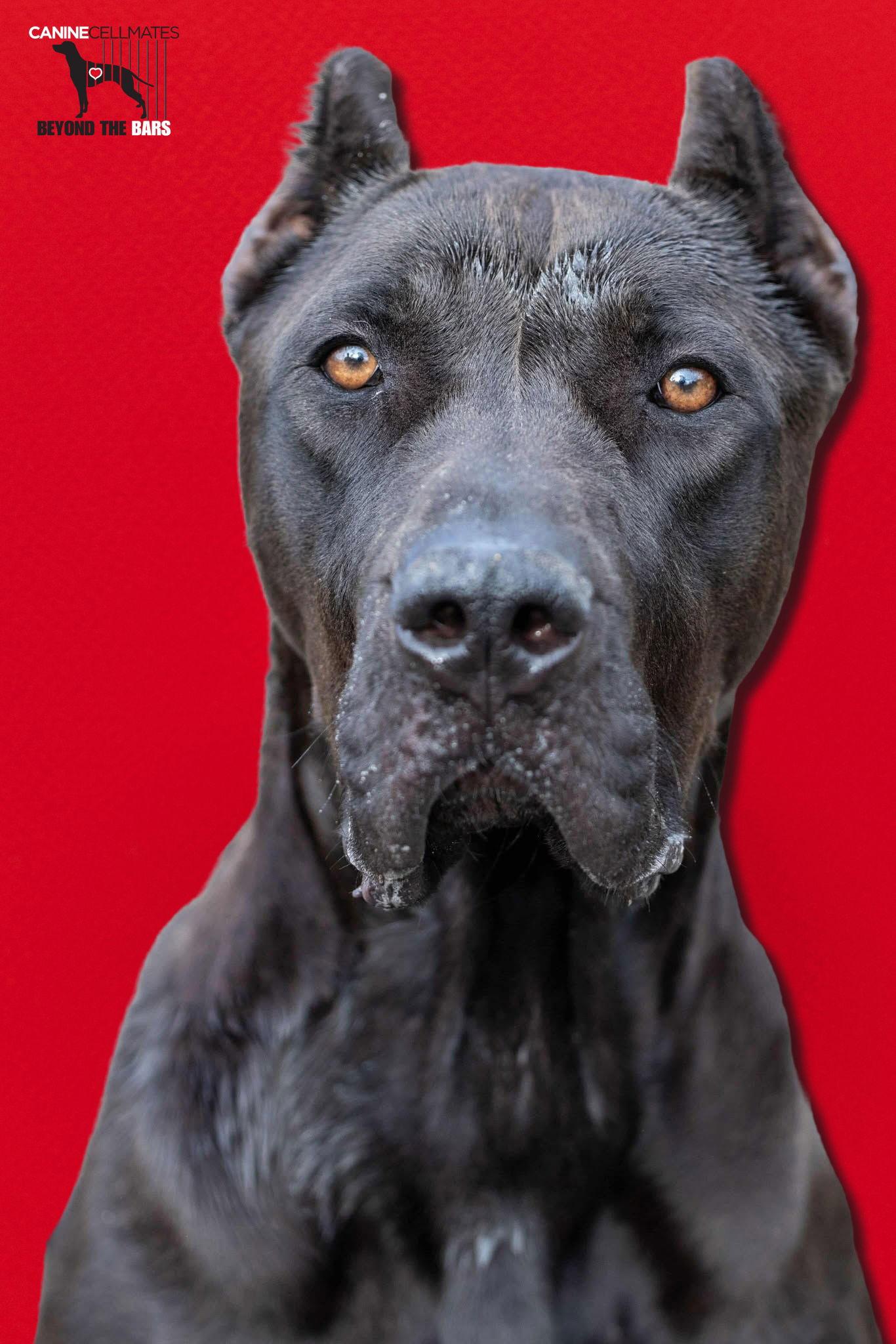 Enlarge Stormy, a Adopted Presa Canario in Atlanta, GA image 1/3