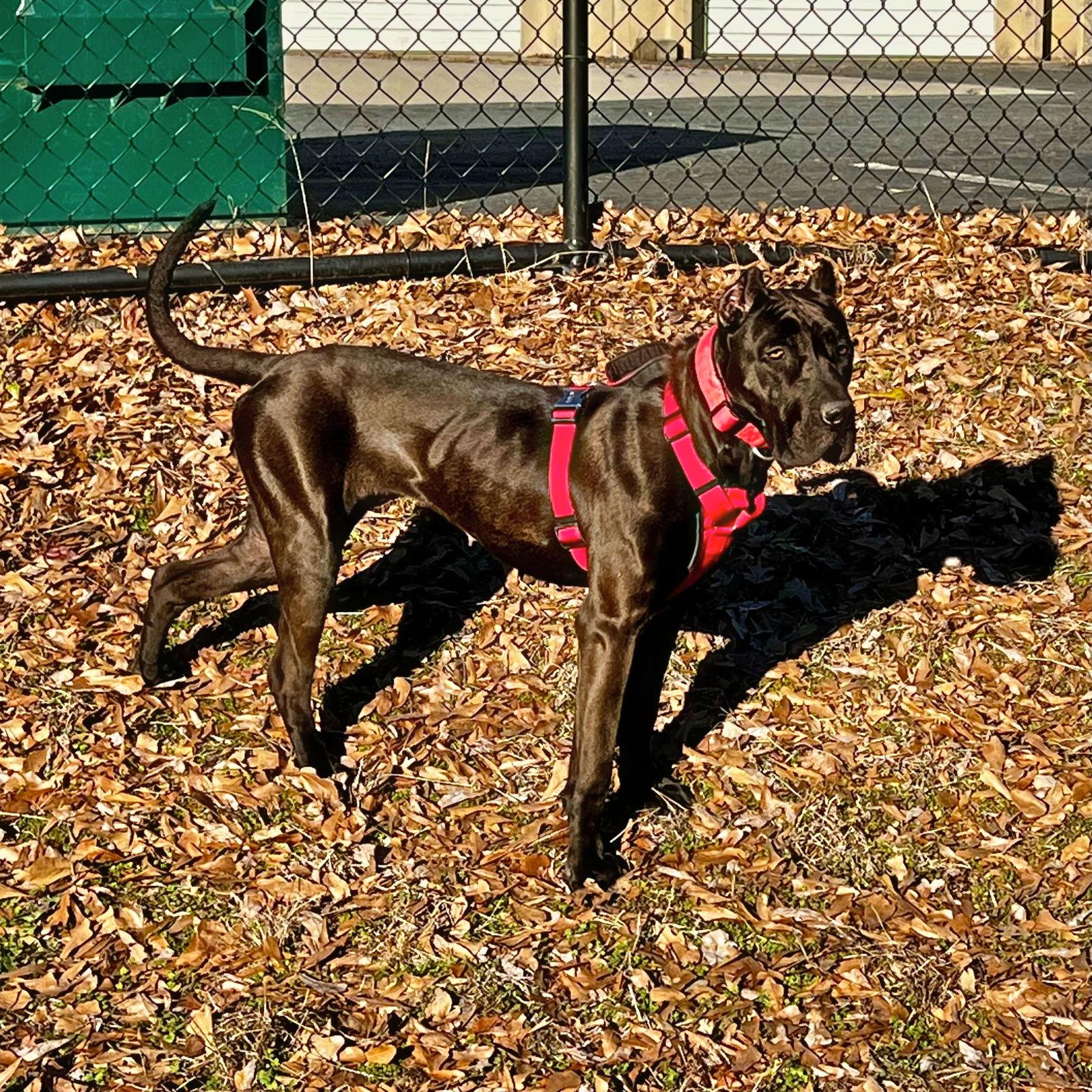 Enlarge Stormy, a Adopted Presa Canario in Atlanta, GA image 2/3