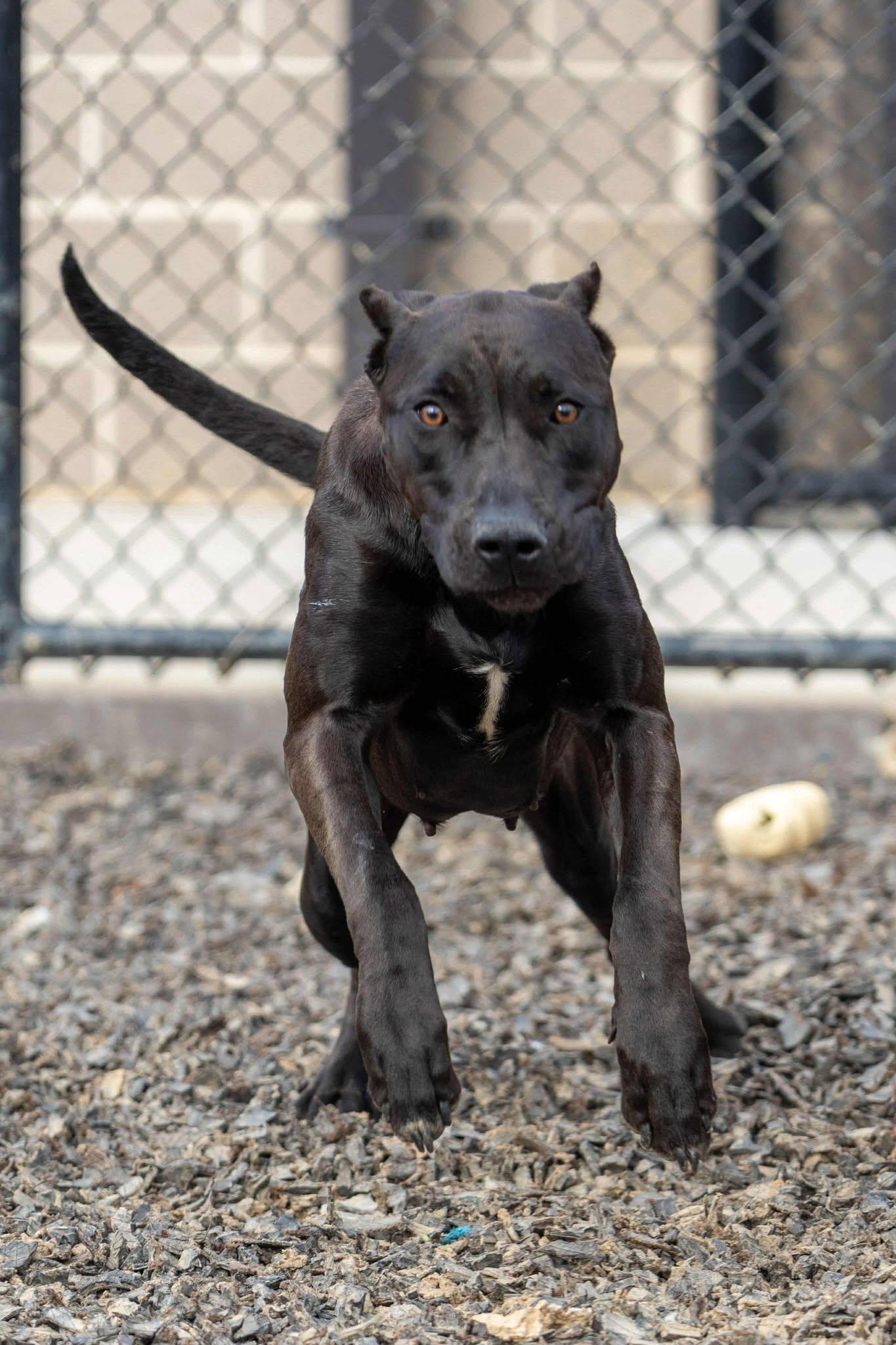 Enlarge Stormy, a Adopted Presa Canario in Atlanta, GA image 3/3