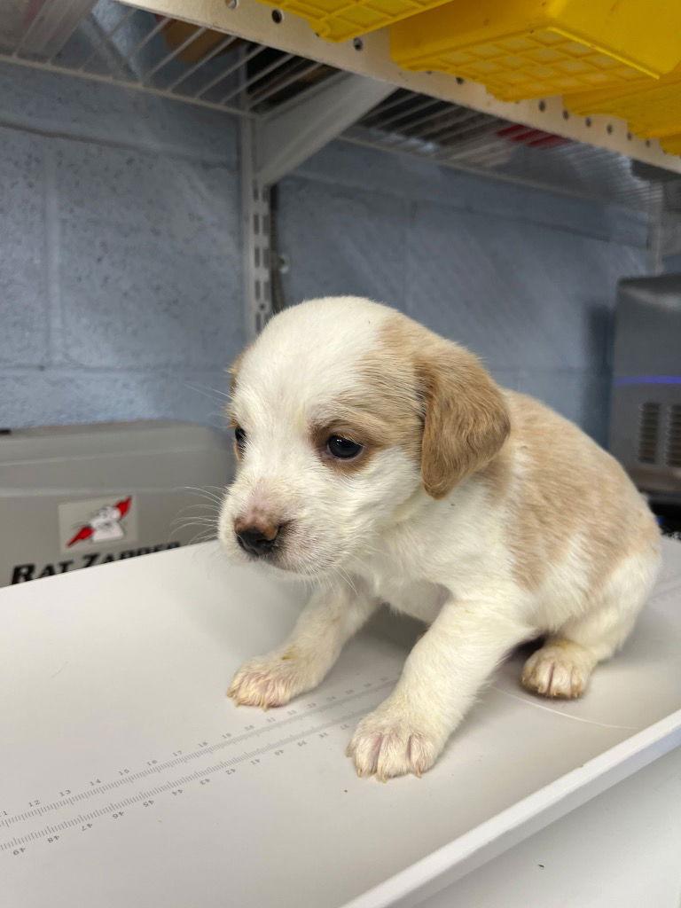 Puppy - Cream, Adoptable, Puppy Male Cocker Spaniel.