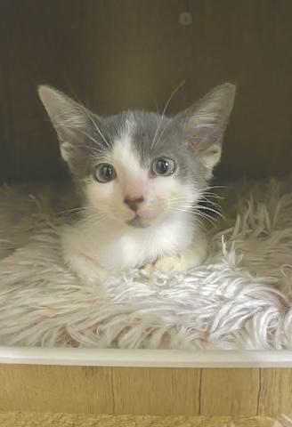 Enlarge Chewie (bonded with Kleya), a Adoptable Domestic Short Hair in Sugar Land, TX image 3/6