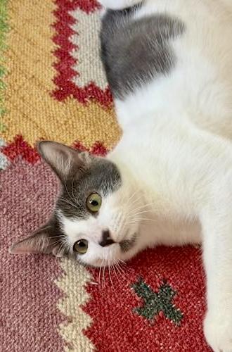 Enlarge Chewie (bonded with Kleya), a Adoptable Domestic Short Hair in Sugar Land, TX image 5/6