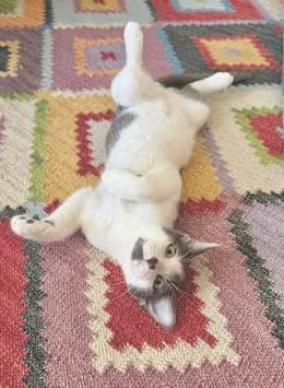 Enlarge Chewie (bonded with Kleya), a Adoptable Domestic Short Hair in Sugar Land, TX image 1/6