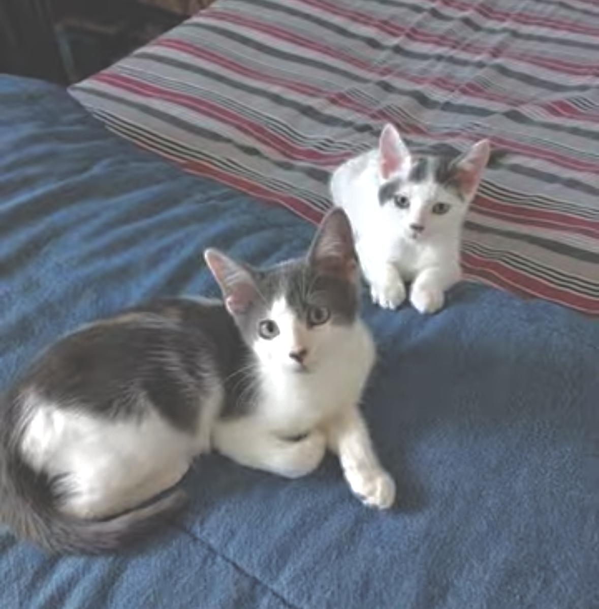 Enlarge Chewie (bonded with Kleya), a Adoptable Domestic Short Hair in Sugar Land, TX image 6/6