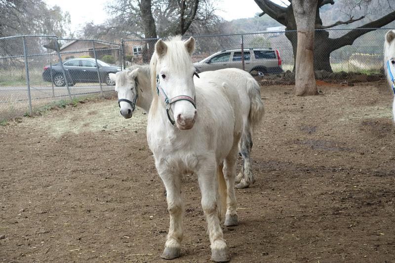 Enlarge Casper - Gelding/White/Project Horse, a Adopted Pony in Pilot Hill, CA image 1/2