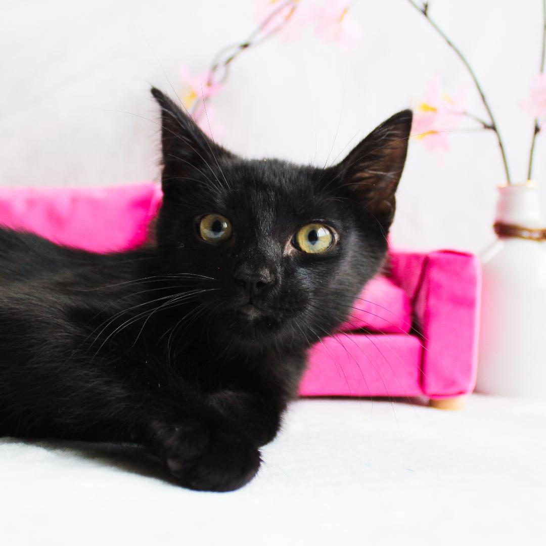 Breezy, Adoptable, Young Male Domestic Short Hair.