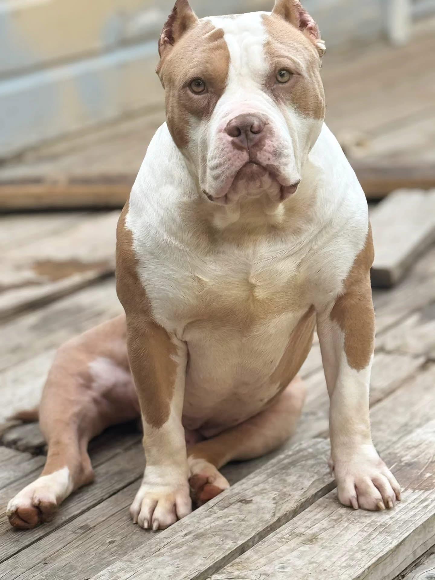 Enlarge Droopy, a Adoptable American Bully in San Francisco, CA image 1/1