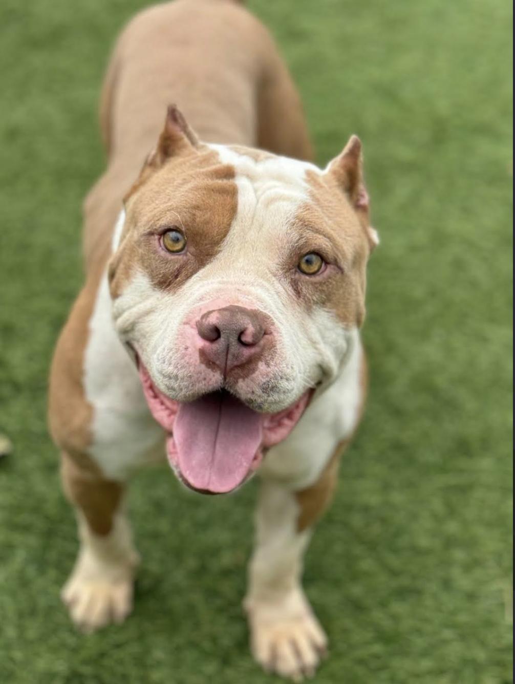 Droopy, Adoptable, Adult Male American Bully.