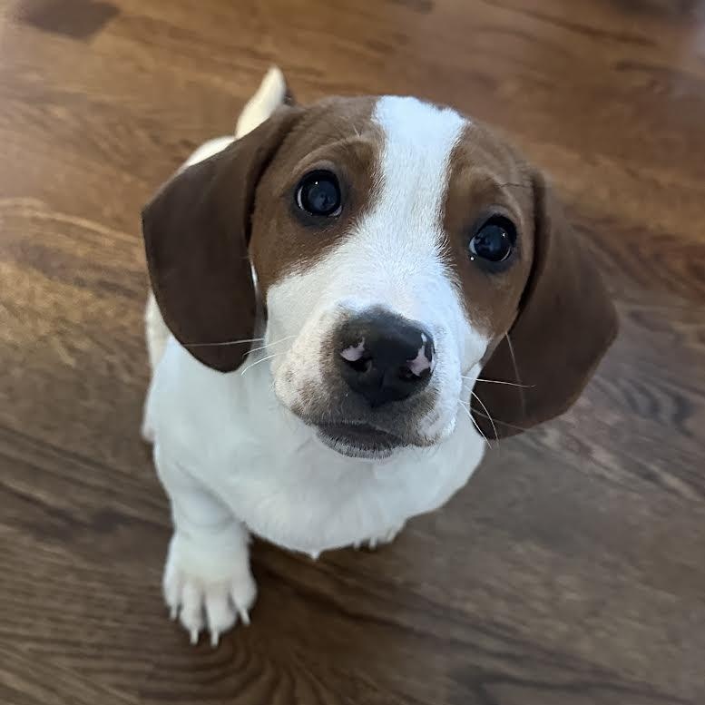 Enlarge Kenai, an adopted mixed breed in Midlothian, VA image 2/6