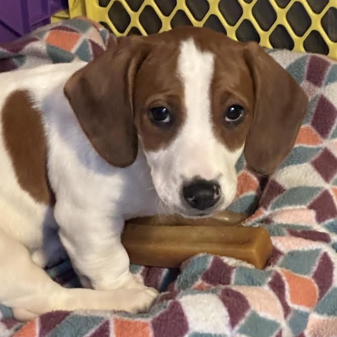 Enlarge Kenai, an adopted mixed breed in Midlothian, VA image 1/6