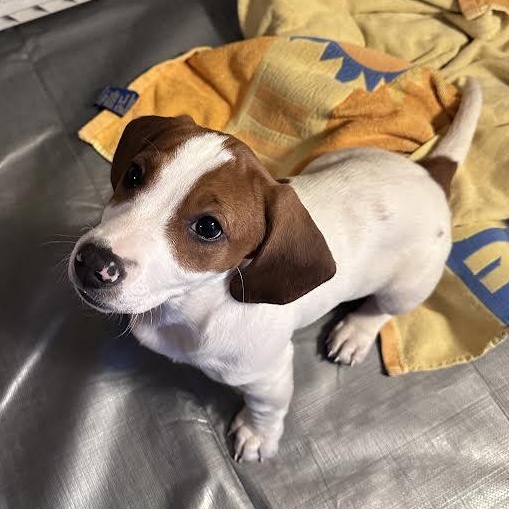 Enlarge Kenai, an adopted mixed breed in Midlothian, VA image 6/6