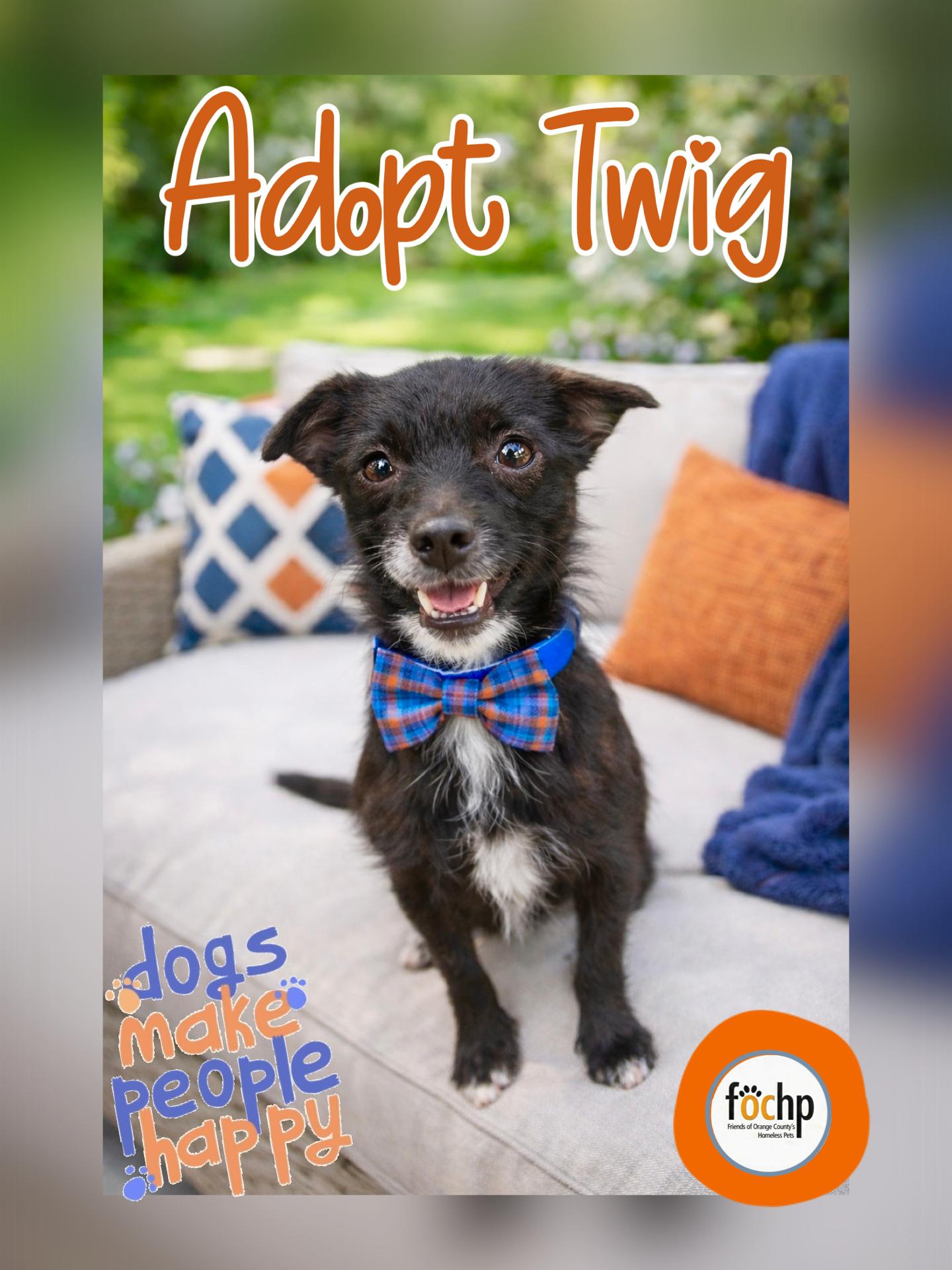 Enlarge Twig, a Adopted mixed breed in Orange, CA image 1/1