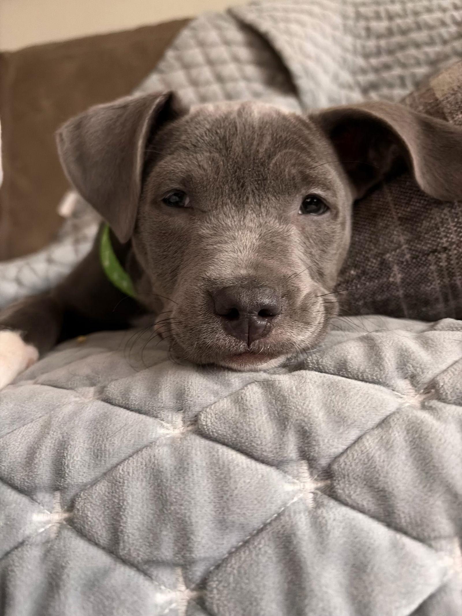 Kenzo, Adopted, Puppy Female American Bulldog & Labrador Retriever.