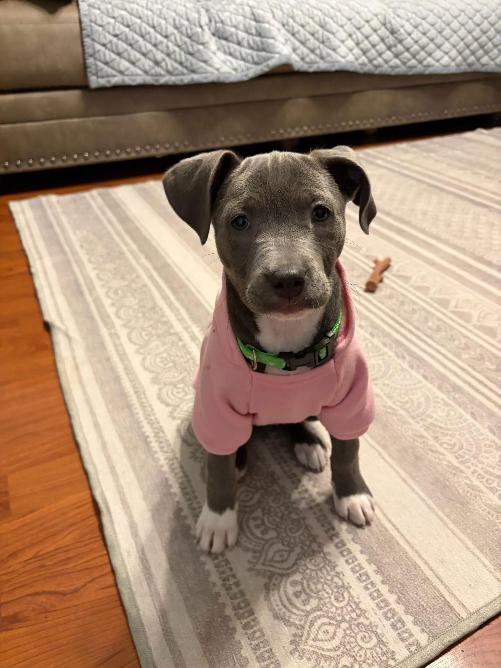 Enlarge Kenzo, a Adopted mixed breed in Tarrytown, GA image 2/3