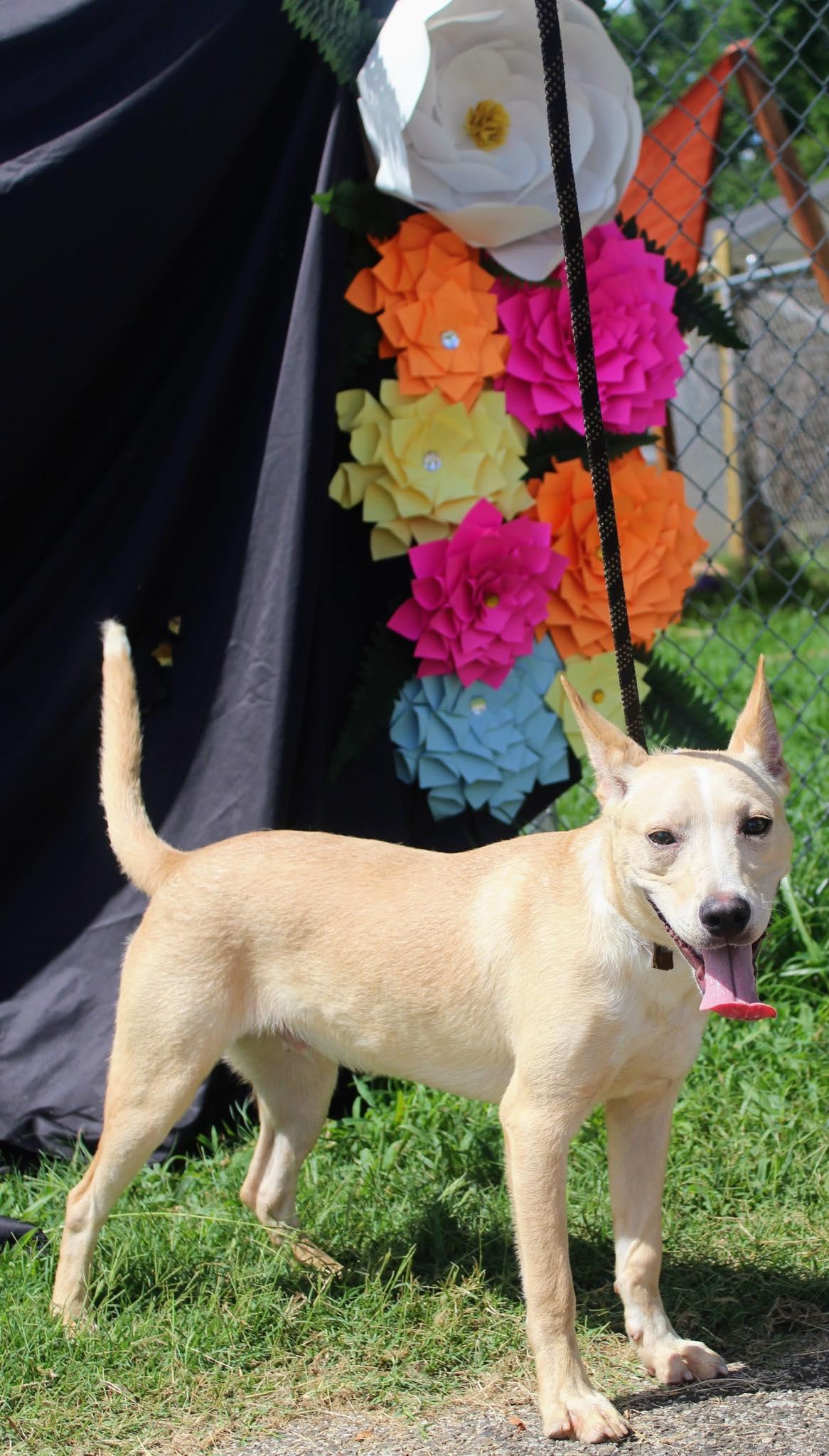 Buster, Adoptable, Young Male Terrier.
