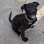 Solstice, Adoptable, Puppy Female Black Labrador Retriever & Rottweiler.