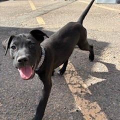 Enlarge Solstice, a Adoptable mixed breed in Bernalillo, NM image 2/4